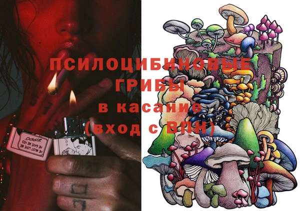 прущие грибы Магадан